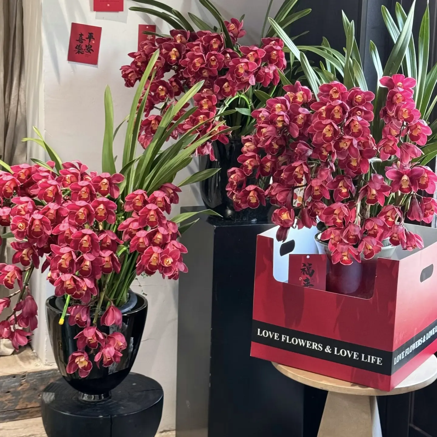 【车厘子】精品拱兰 大花蕙兰年宵花盆栽花卉
