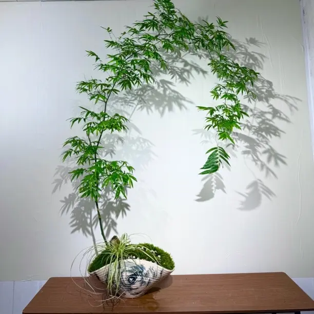 【小叶簕竹】植竹入户 揽尽四季吉意 四季常青好养易活