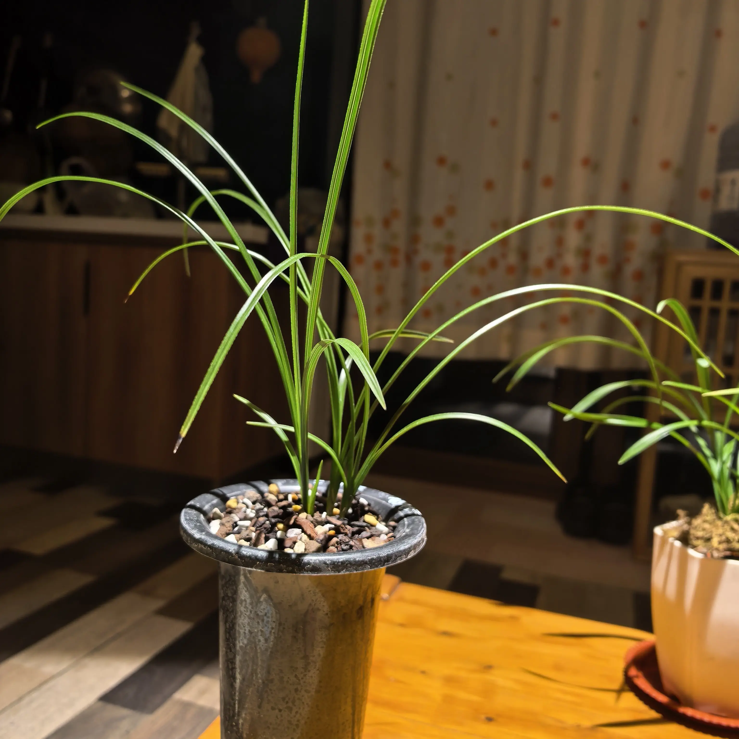 直播间专拍寒兰花开浓香传统老种自然种养兰品