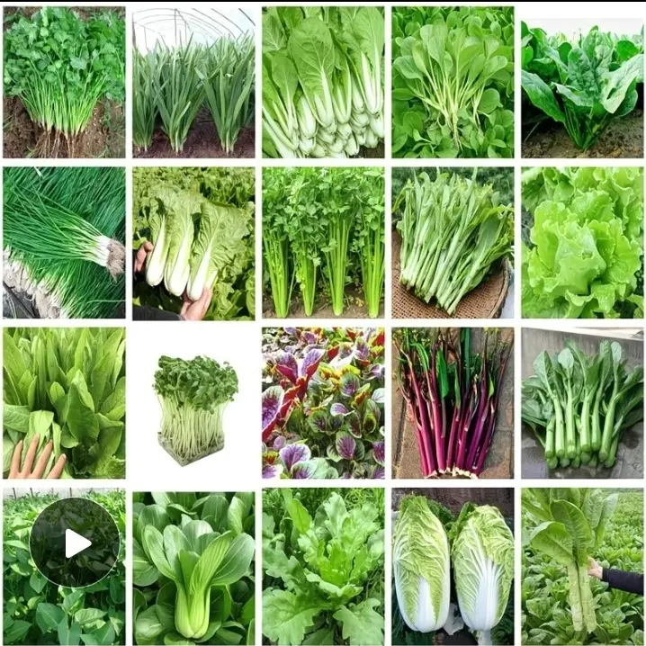 湘西赶集蔬菜包邮链接