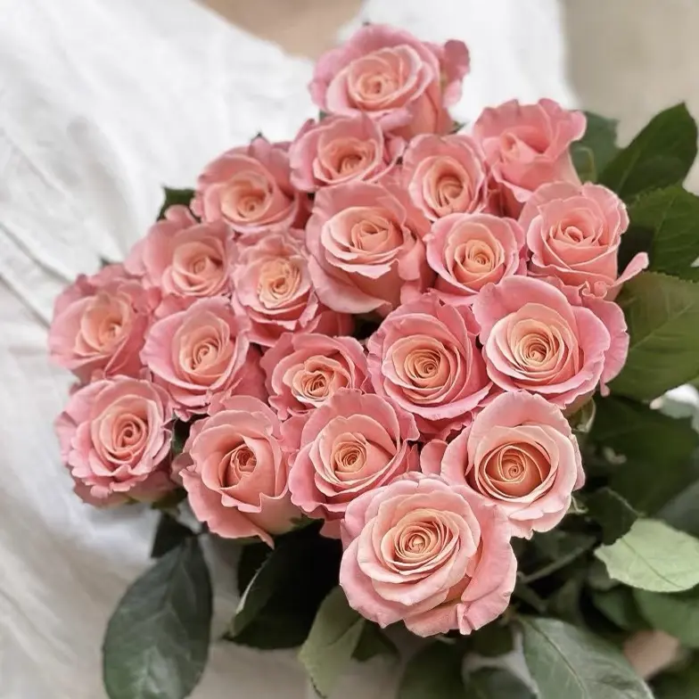 ［朱小姐］单头玫瑰云南基地直发