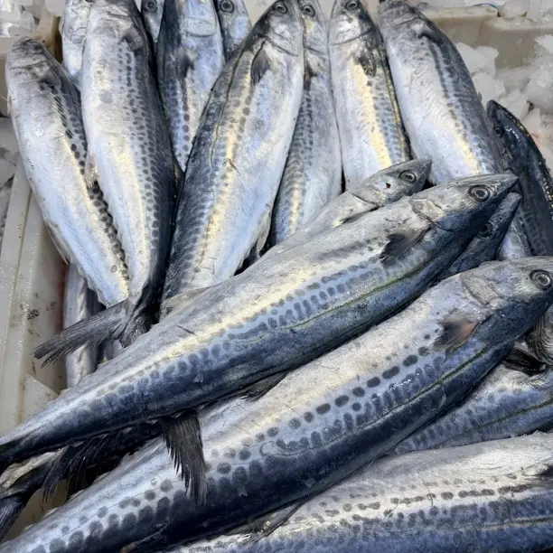 新鲜野生燕鲅鱼顺丰包邮肉质鲜嫩可以清蒸可以家炖