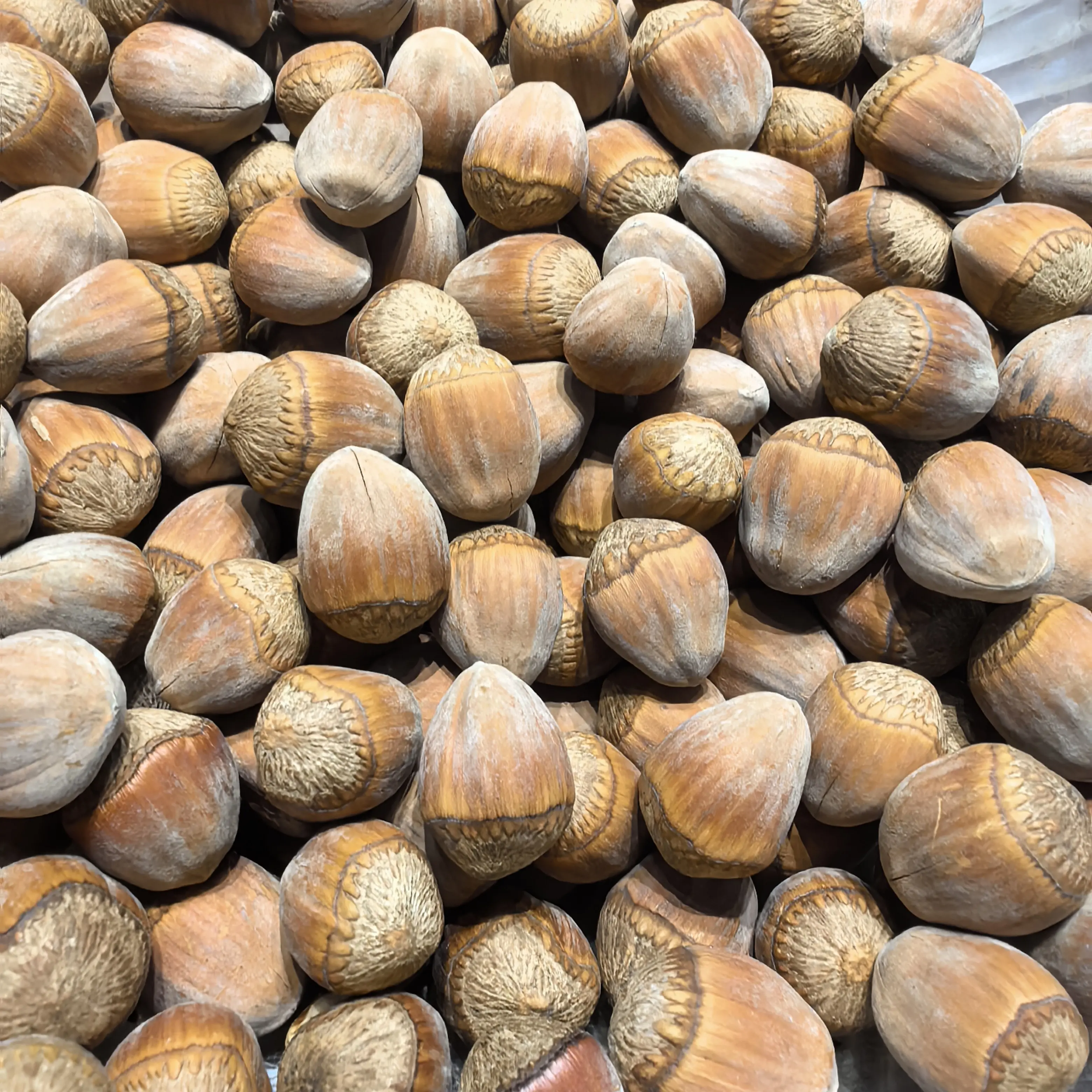 2025新（生）榛子口感甘甜