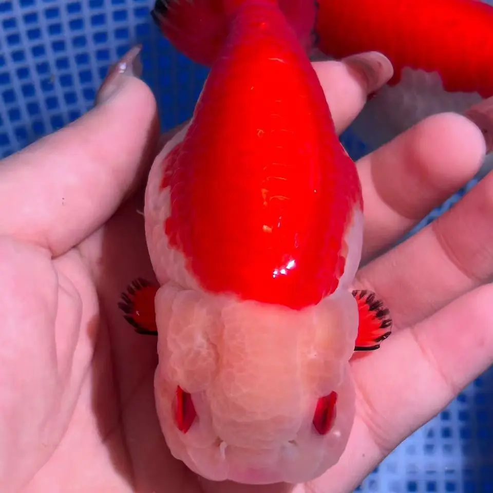 兰寿玛丽金鱼活体观赏鱼录制开箱视频