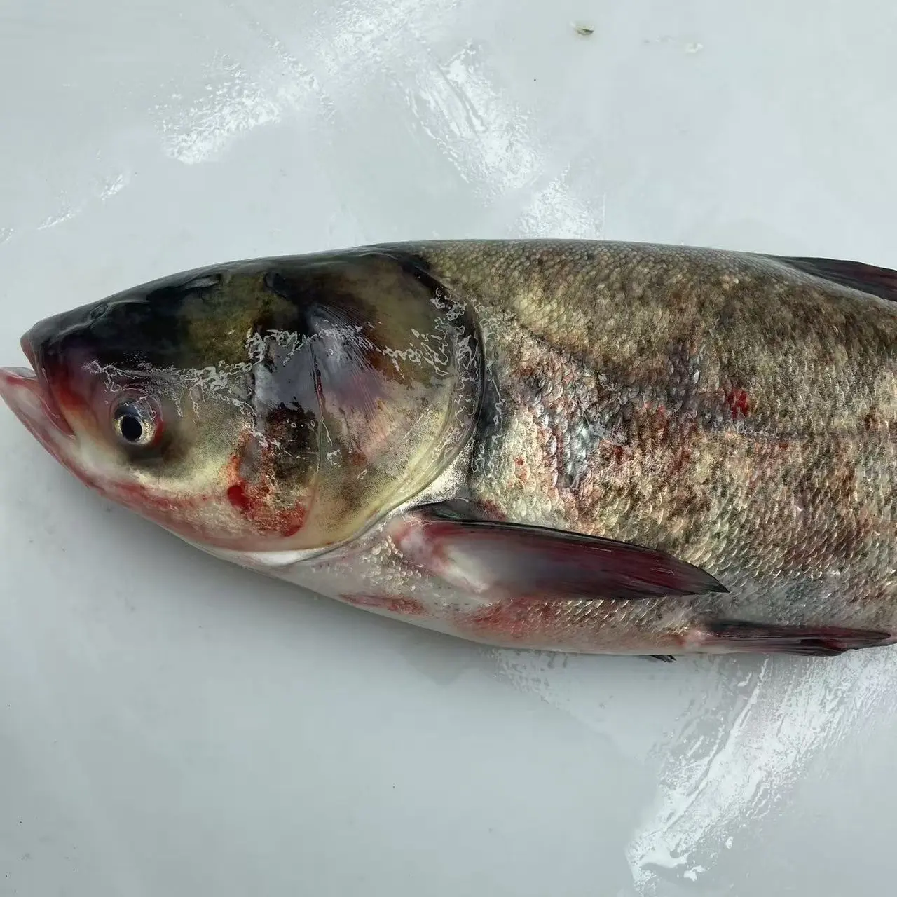 东北冷水花鲢鱼头肉质鲜嫩美味