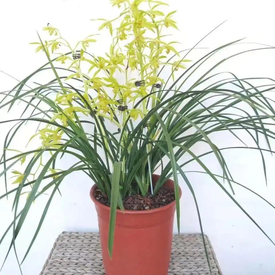 兰花苗莲瓣兰碧龙玉素浓香型室内客厅阳台庭院好养易活绿植花卉