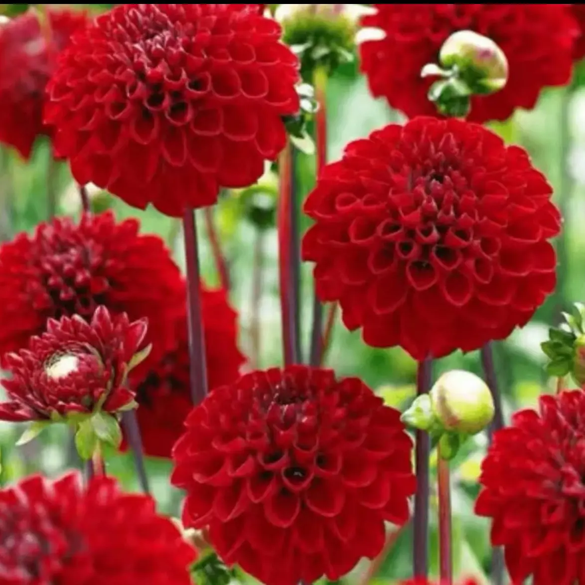 【砰砰红】大丽花多年生四季开花室内外种植