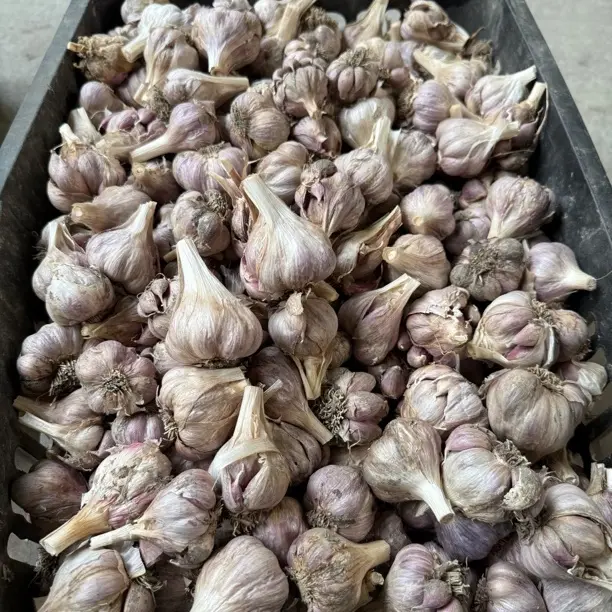 四川本地新干蒜小瓣蒜味更辣