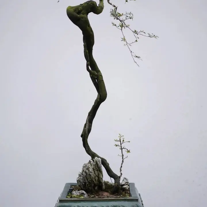 灌木金弹子老桩盆景盆栽，直播间现拍，误拍发空包！