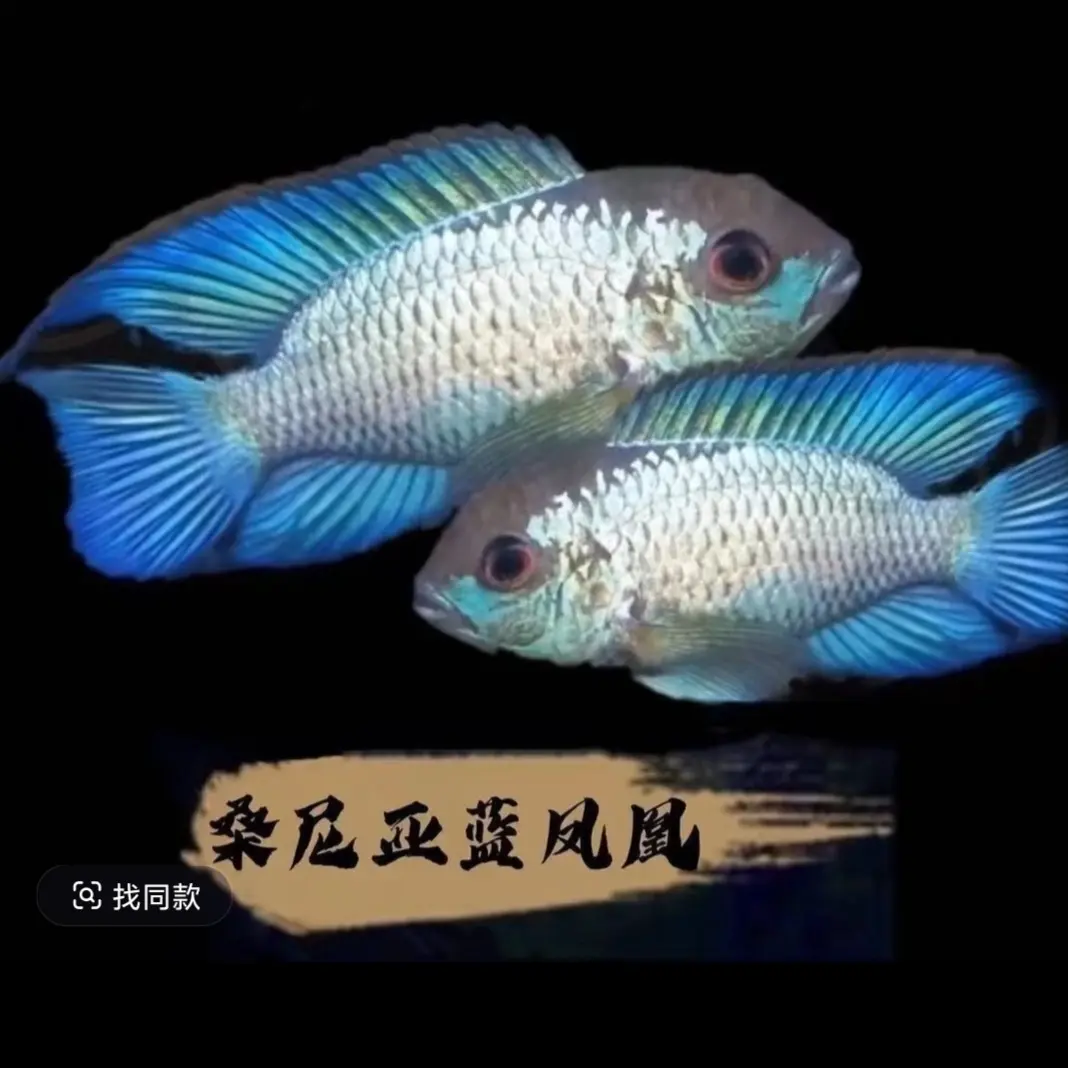 湛蓝宝石8-10公分热带淡水活体观赏鱼