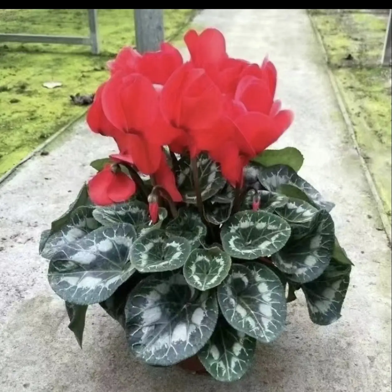 仙客来盆栽带花苞发货四季开花好养室内观花植物