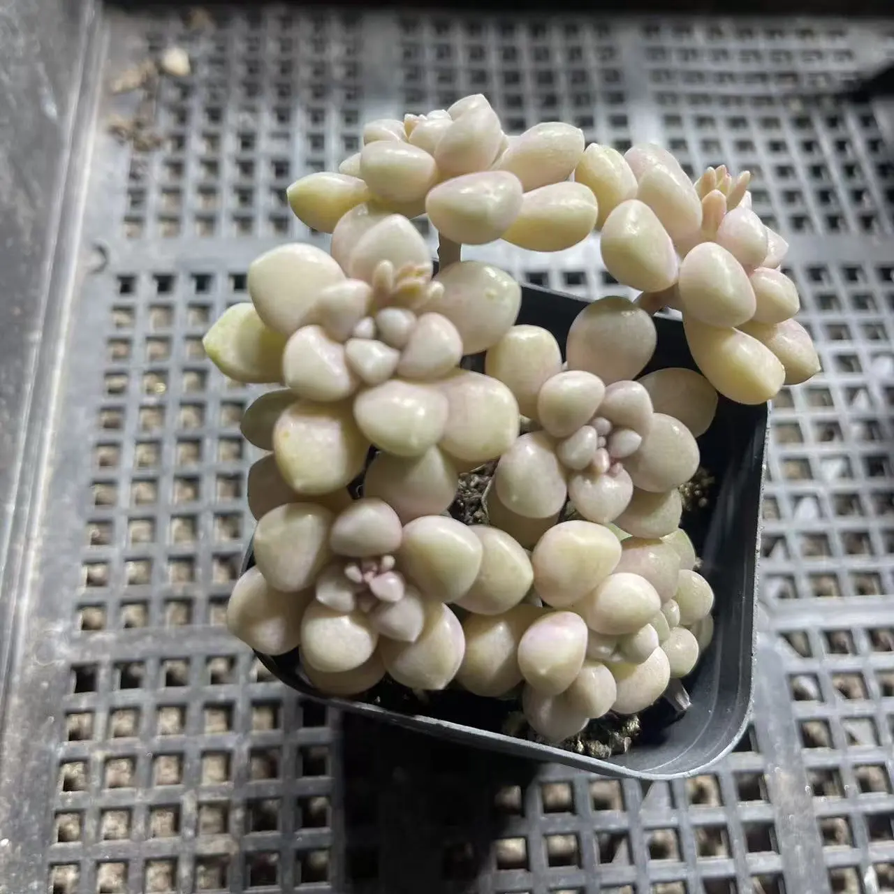 多肉植物  姬秋丽 满12.9包邮
