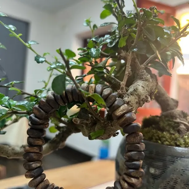 沉香树丁1.2单圈沉水手串高结油多样性发一R050