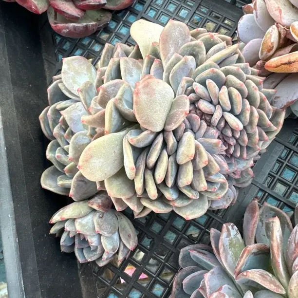 冰魄缀多肉植物美观净化空气适合室内栽种