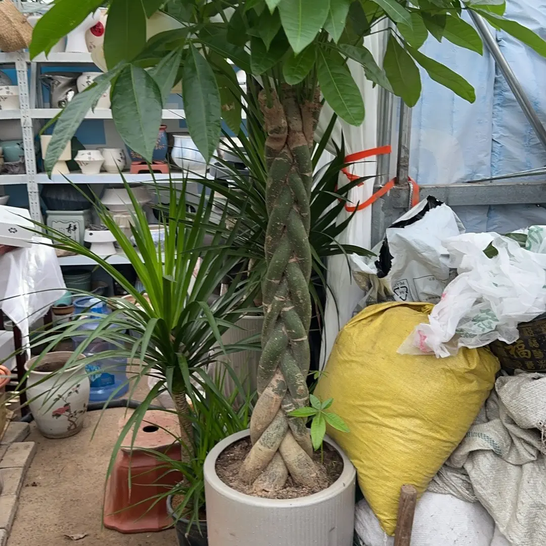 高度1.2-1.3米发财树大型绿植盆栽适合室内客厅办公室摆放大棵