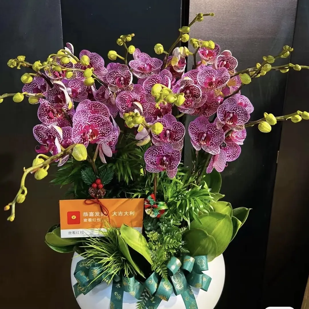 王小帅【奇妙空间】蝴蝶兰盆栽阳台庭院花卉两盆包邮