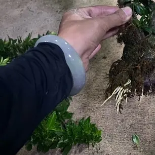 原生高压八房柑盆景绿植办公室桌面装饰