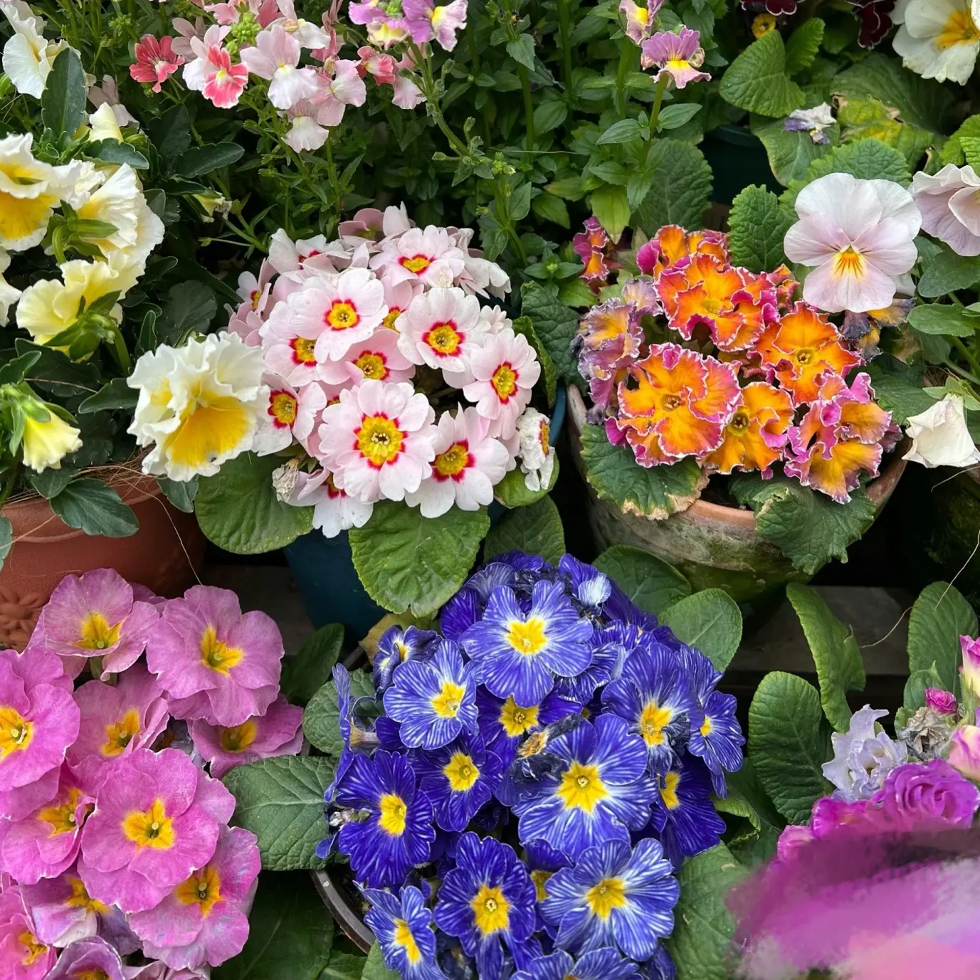 【玫瑰报春】花盆栽四季开花耐寒好养阳台庭院花卉绿植