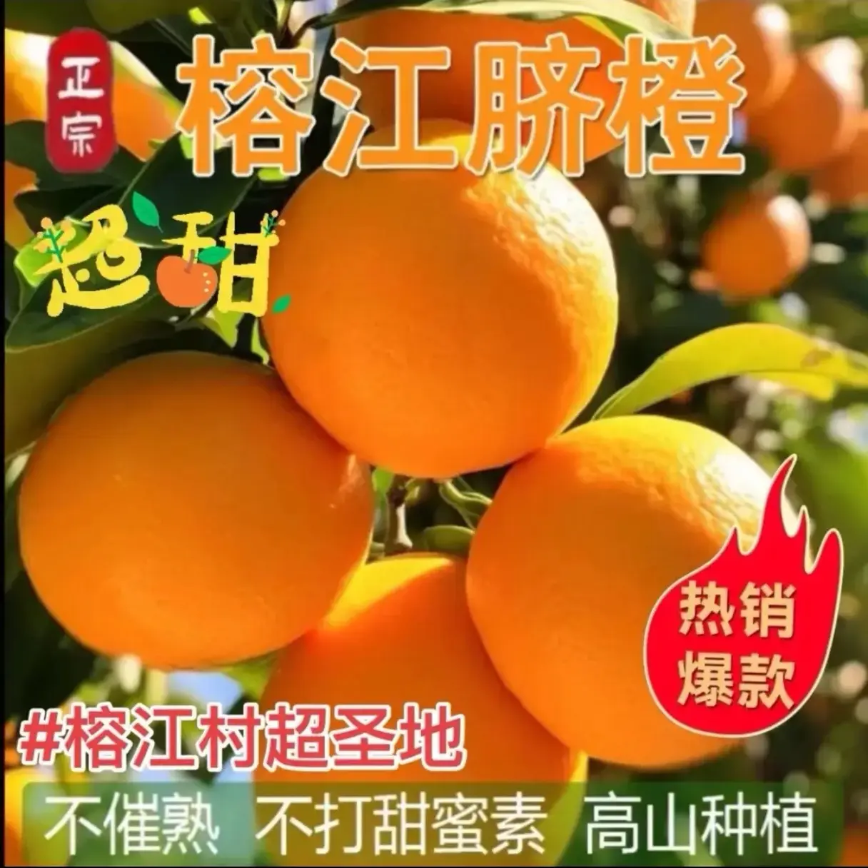 榕江高山脐橙新鲜采摘产地直发自然成熟