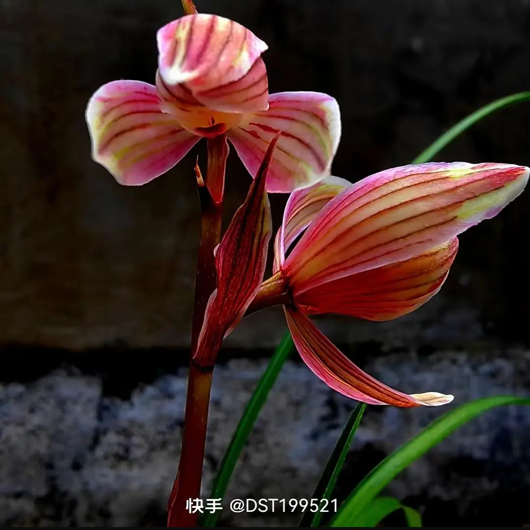 兰花苗莲瓣兰福临门浓香型室内客厅阳台花卉盆栽四季开花带花苞