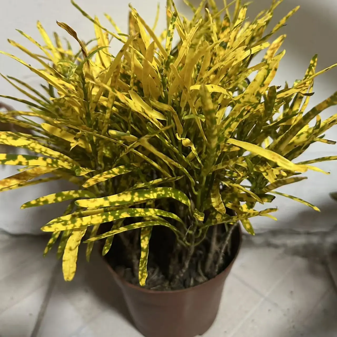 黄金万两盆栽花卉招财易养室内外高端绿植阳台庭院种植