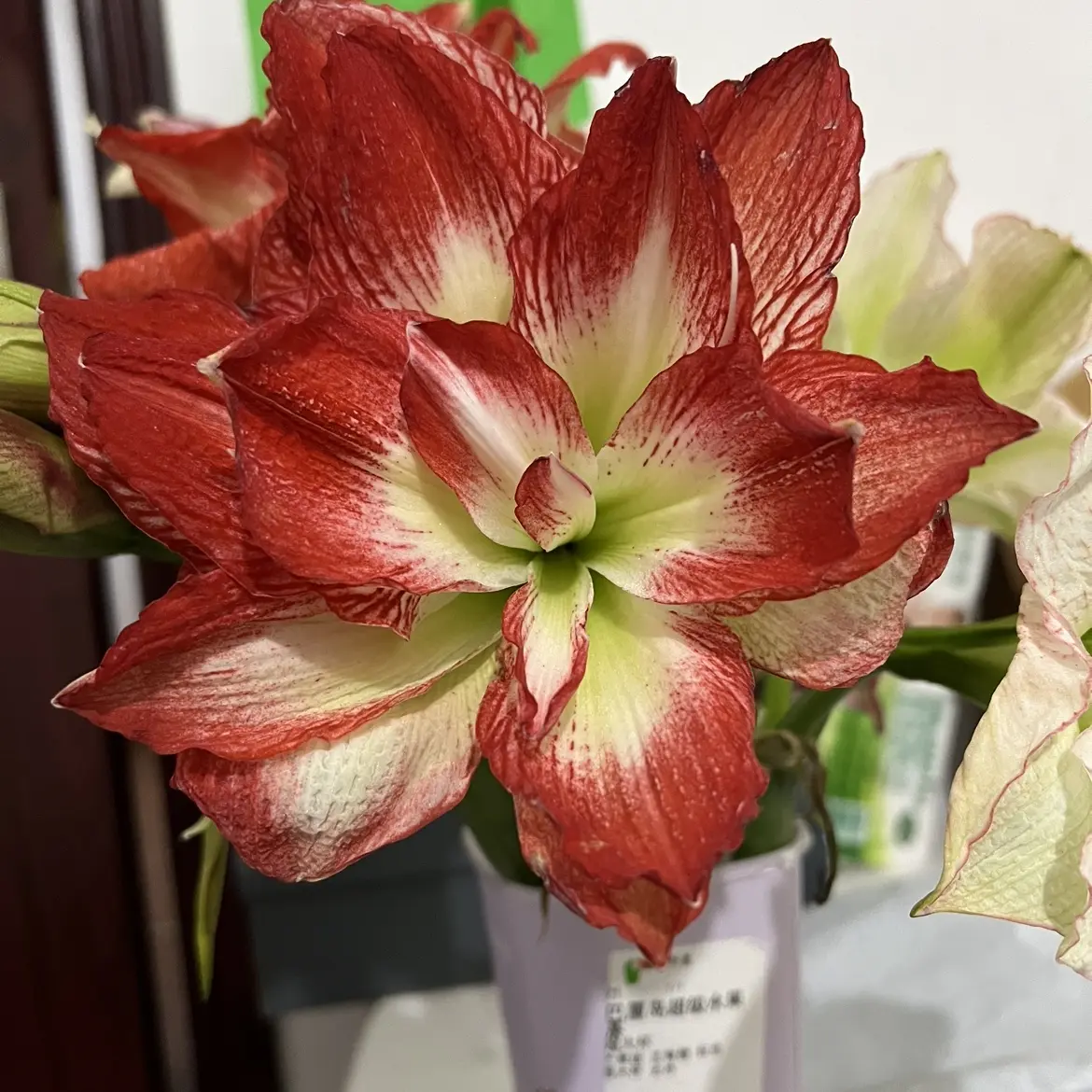 Liberty自育杂交朱顶红【L25306】红绿配色对比鲜明