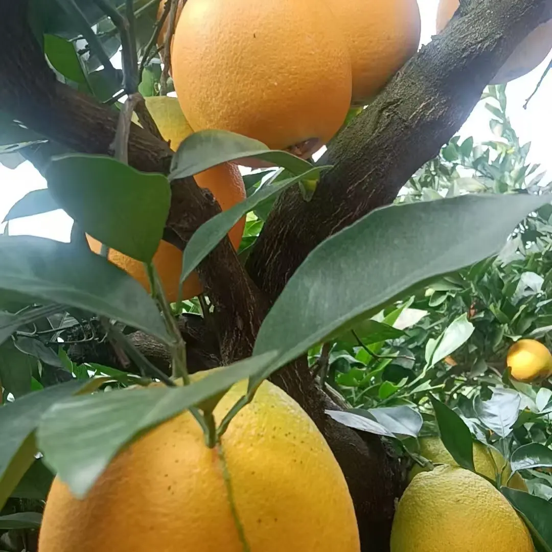 贵州村超榕脐橙新鲜应季现摘现发香甜多汁水大果当季水果