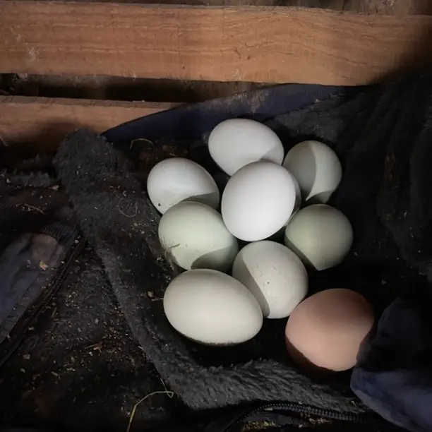 正宗散养绿壳土鸡蛋自产自销