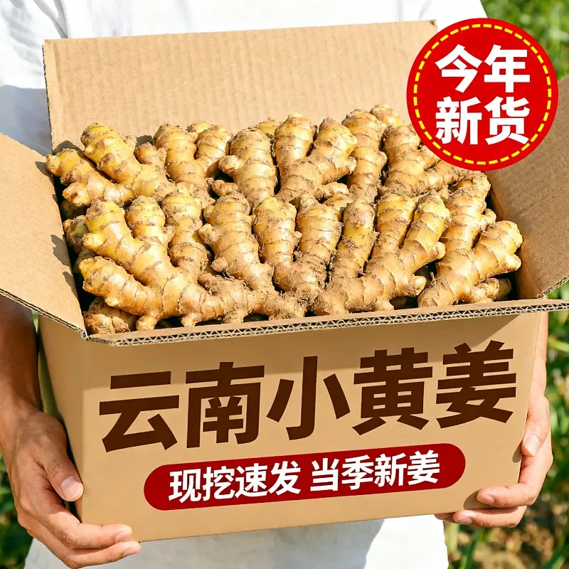 【整箱5斤包邮】云南正宗现挖小黄姜当季新鲜蔬菜可做泡姜味道浓郁