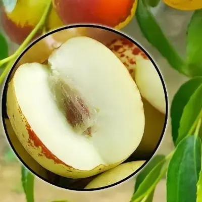 油潘脆甜枣树苗耐高温抗严寒适合盆栽地栽果树水果枣树苗出售直播