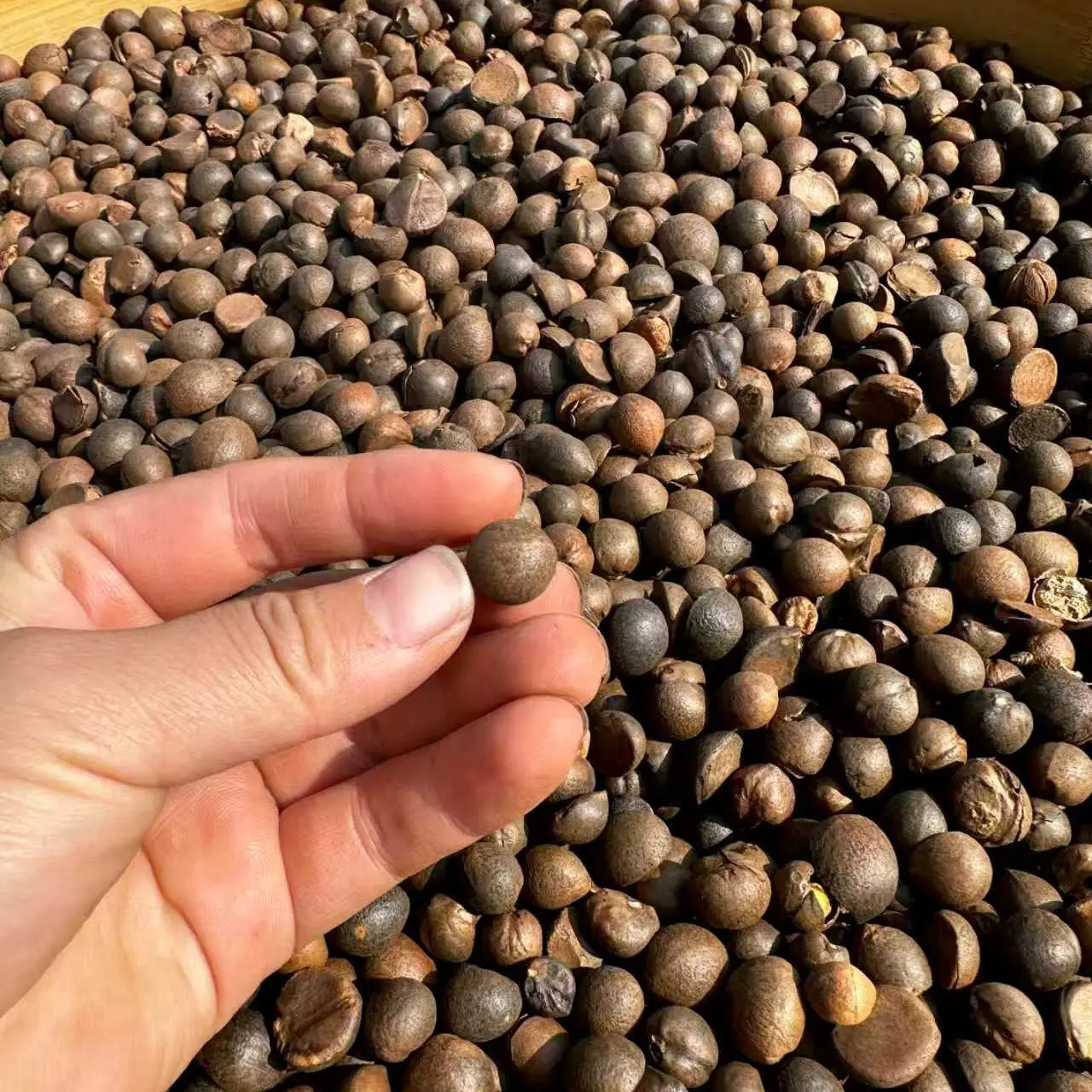 野生茶油 一斤 现榨