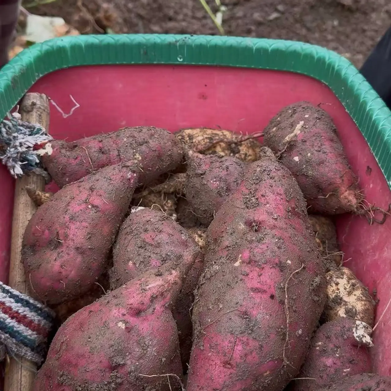 新鲜现挖云南正宗老品种红薯软糯香甜