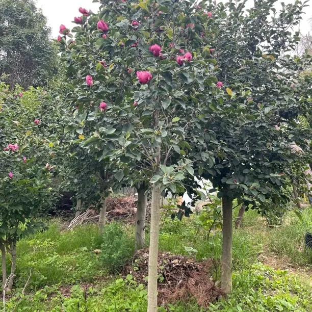 高杆玉兰树四季开花新品种带花苞适合家门口庭院种植的盆栽花卉