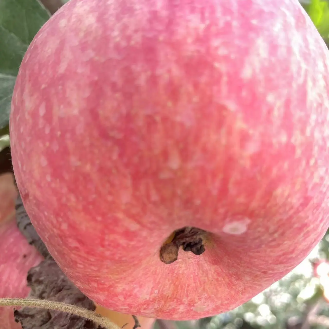 【产地直发】正宗新疆阿克苏冰糖心红富士苹果新鲜脆甜当季鲜果