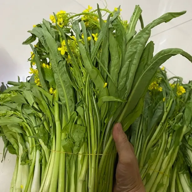 5斤净重（普通快递包邮）广西新鲜现摘农家带花小菜心脆软嫩甜
