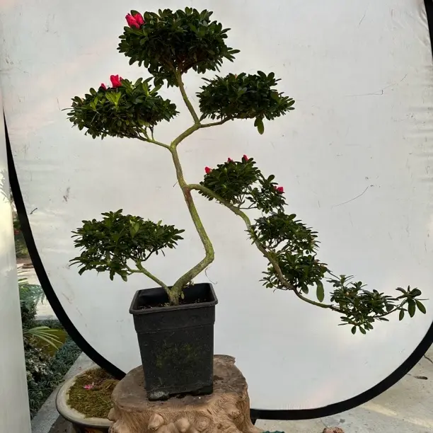 造型杜鹃花（娟之舞、百合、杨梅红）盆栽室内外好养活绿植花卉盆景