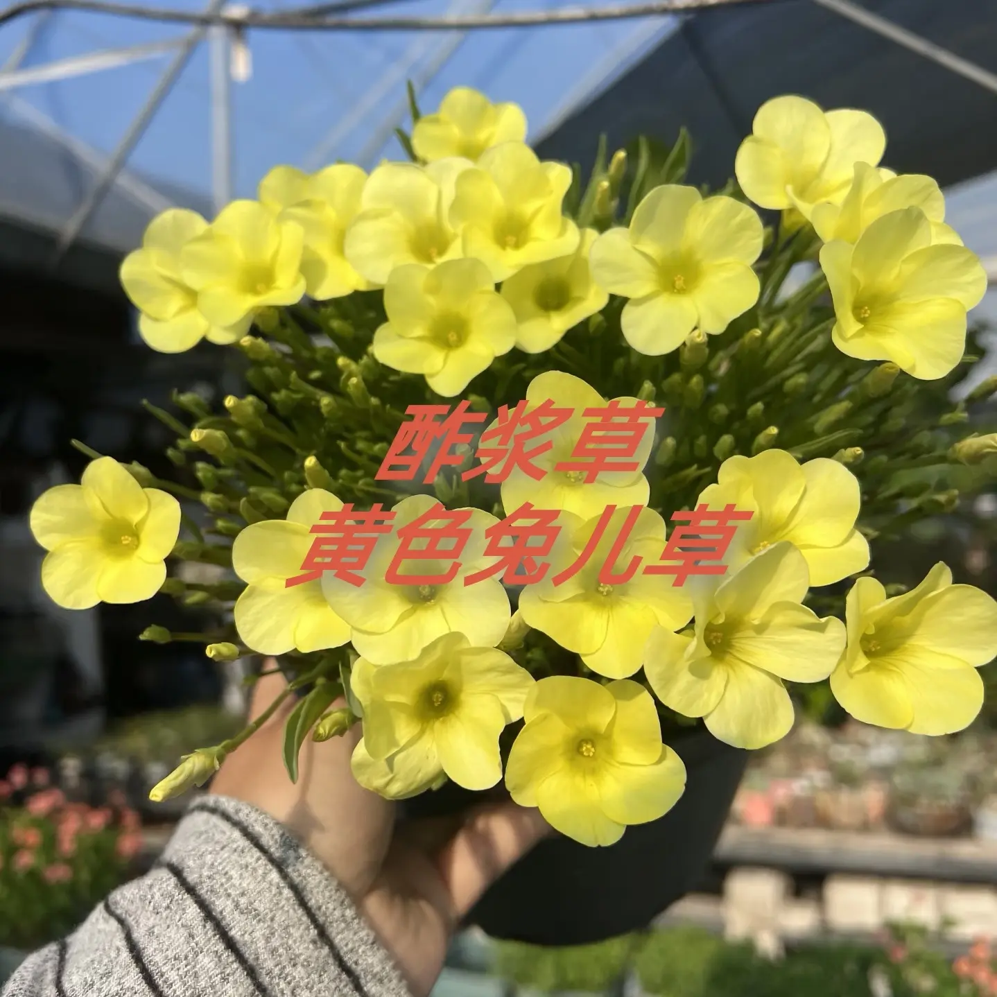 【这家花草铺】（运费为保温）酢浆草黄色兔儿草成苗独家发售高端花卉
