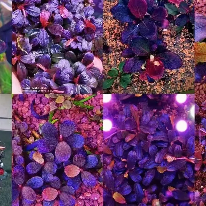 A链接辣椒榕植物福利