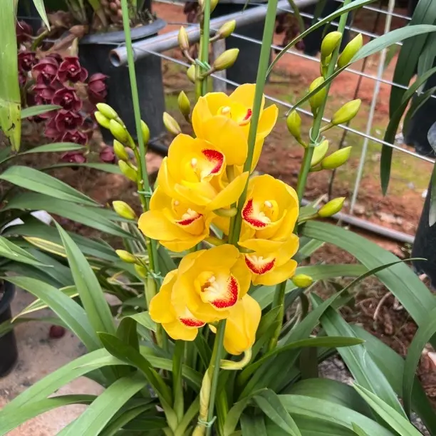 月影大花蕙兰带花苞室内客厅好养易活绿植盆栽兰花