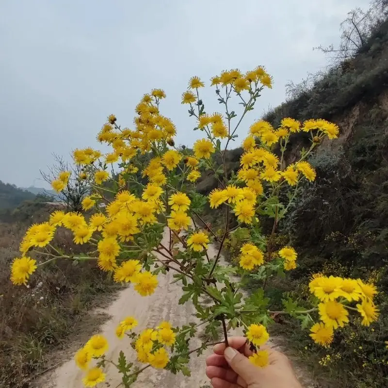 贵州高山野生新鲜菊花(半斤装)