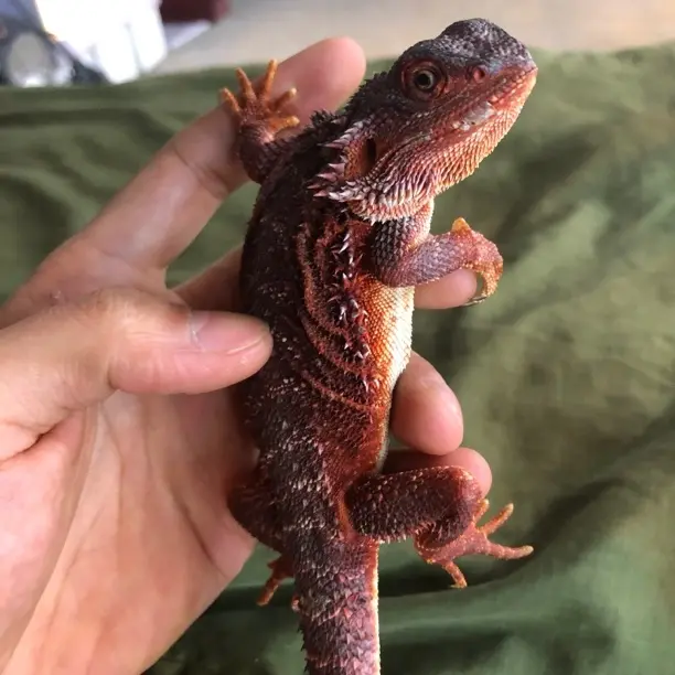 温顺不咬人适合新手的红系鬃狮蜥幼体爬宠