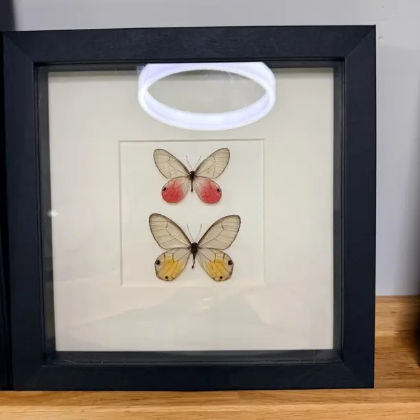 玫瑰绡眼蝶真蝴蝶标本立体展翅带框装饰画节日礼物