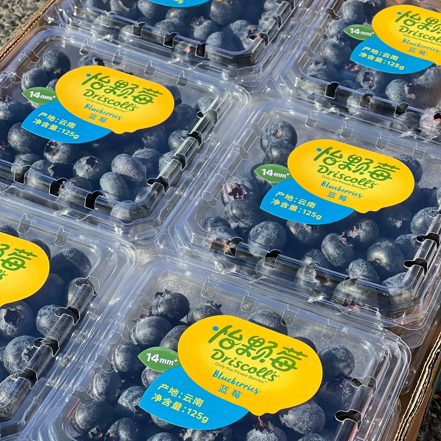 云南新鲜蓝莓L25花香大果14mm+当季限定果香浓郁顺丰空运