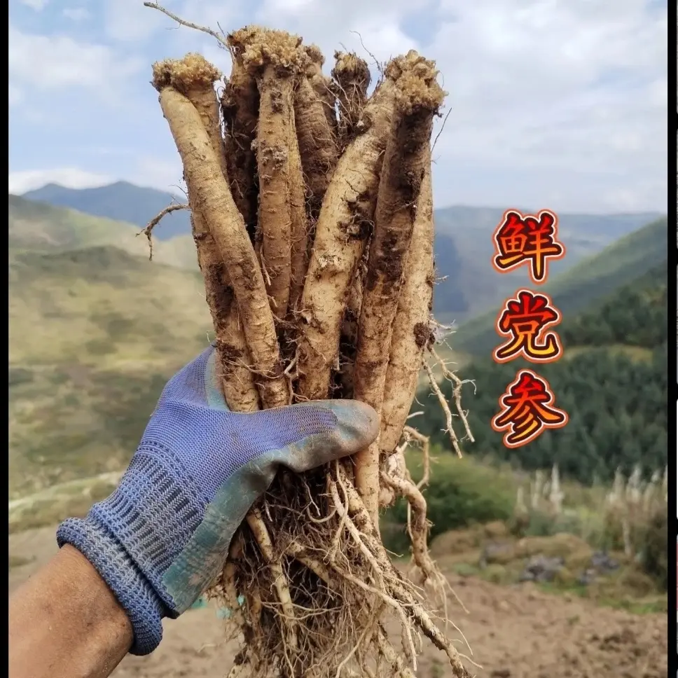 甘肃新鲜党参现挖产地直发泡酒煲汤
