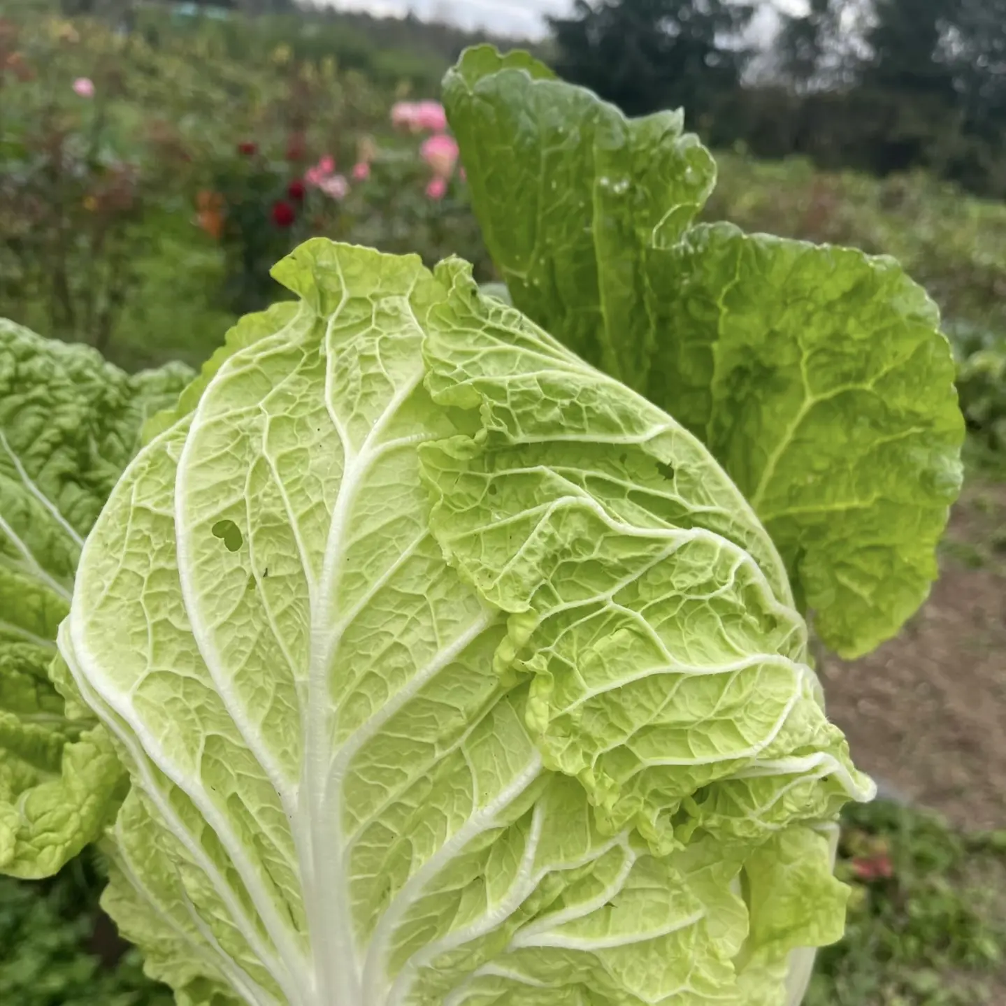 陕北新鲜采摘大白菜软糯香甜