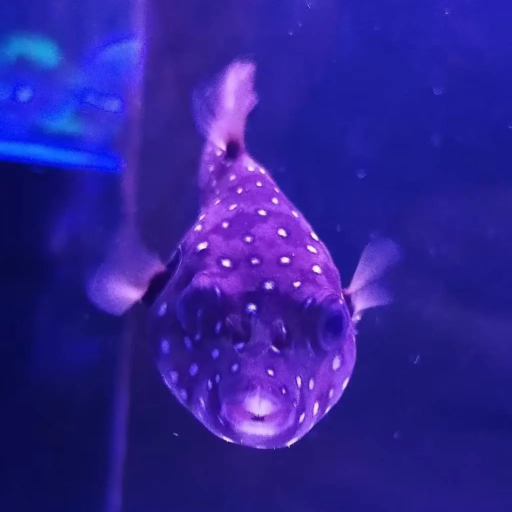 珍珠狗头玩偶1比1还原会动