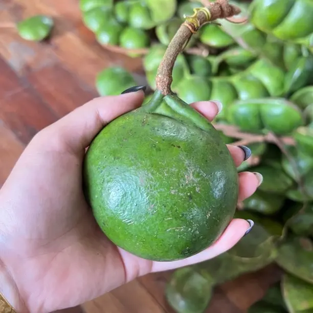 云南榼藤豆荚，过江龙