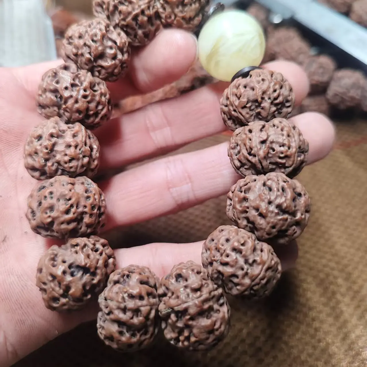 飞碟21+6瓣 金刚菩提
