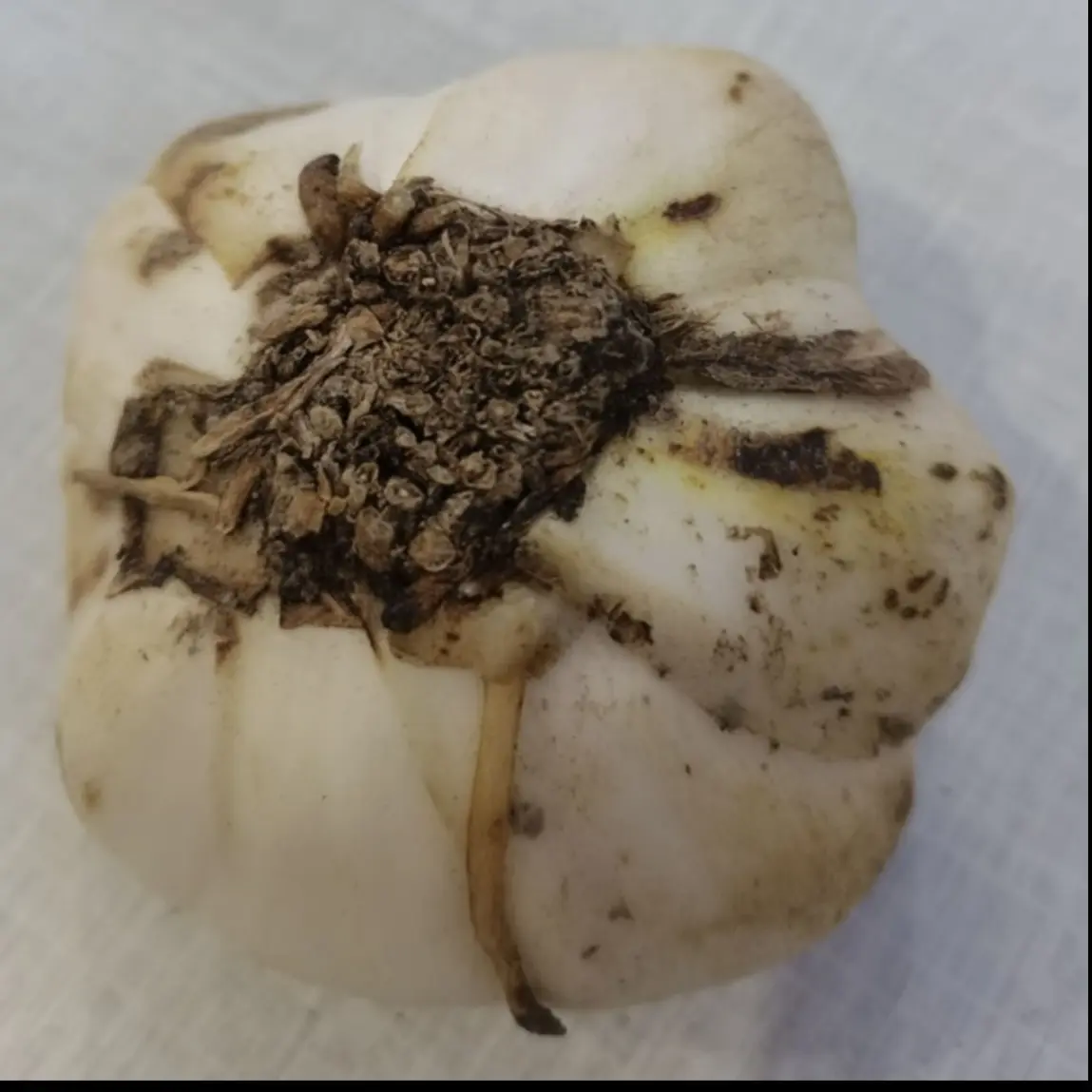 清蒸可口清甜香糯新鲜百合盏一物一拍