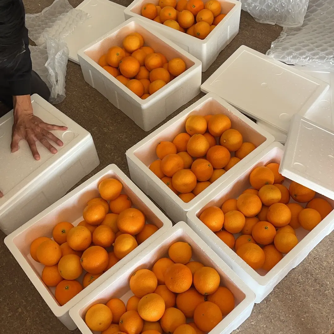 正宗象山晓塘红美人，家庭装